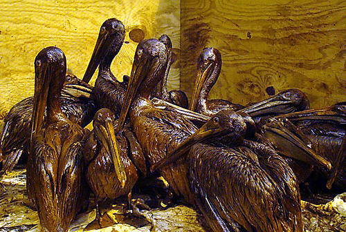 Oiled Brown Pelicans