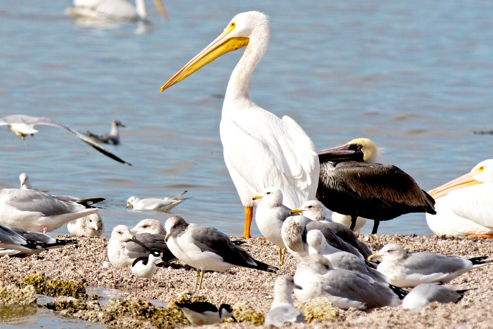Salton Sea hosts a diversity of birds