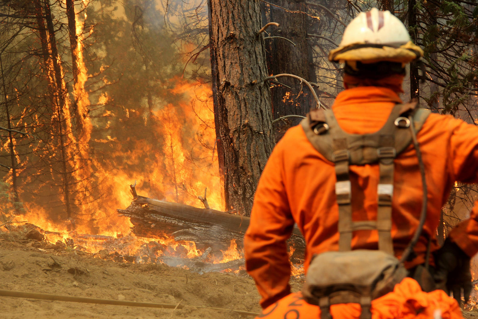 Forests under fire could spell trouble for nesting birds that