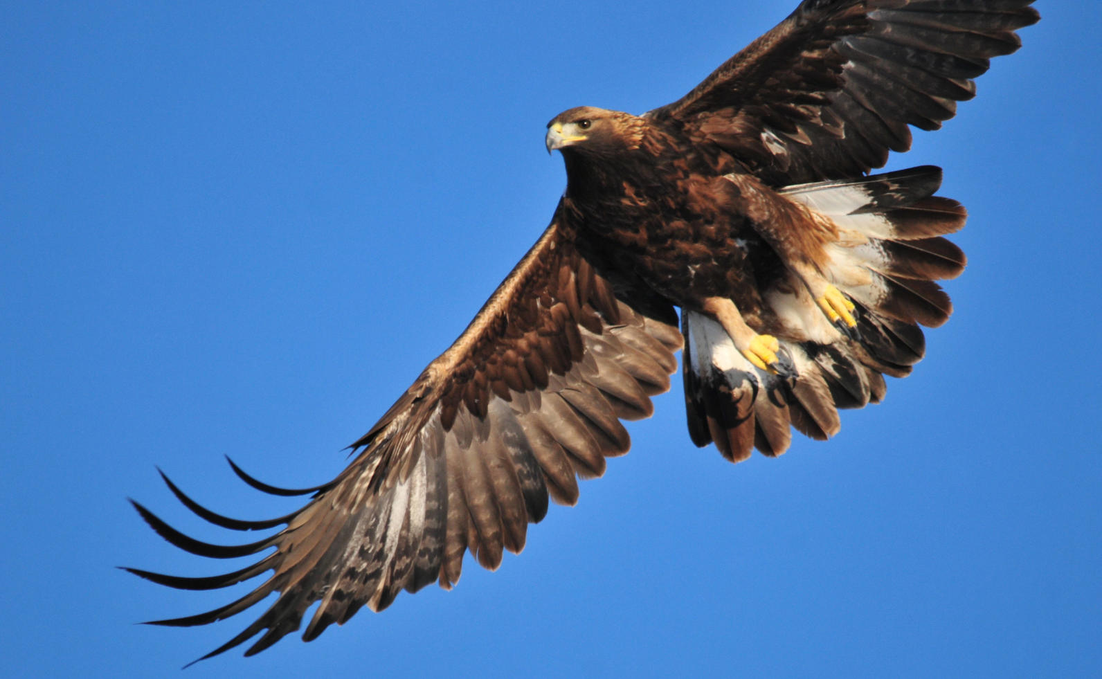 Golden Eagle Golden Light And Flight Feathered Photography