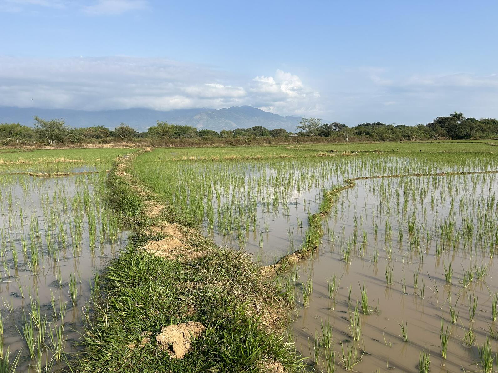 Flooded rice field outside of Cali, Colombia. 