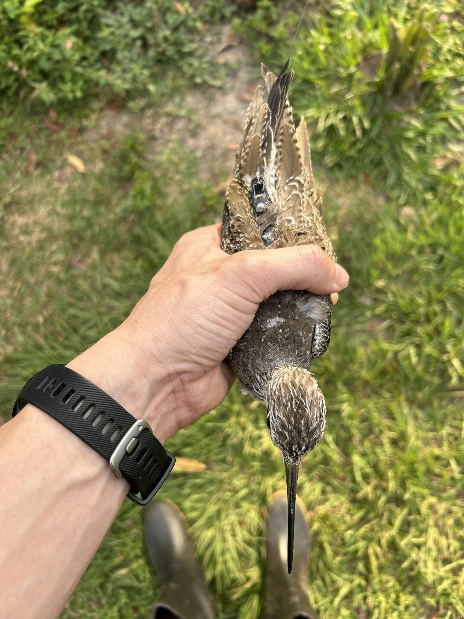 Researcher holding a Greater Yellowlegs after deploying a Motus tag.