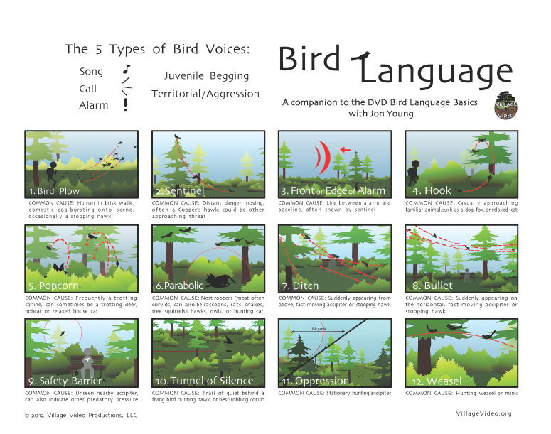 How to Learn Bird Language | Audubon California