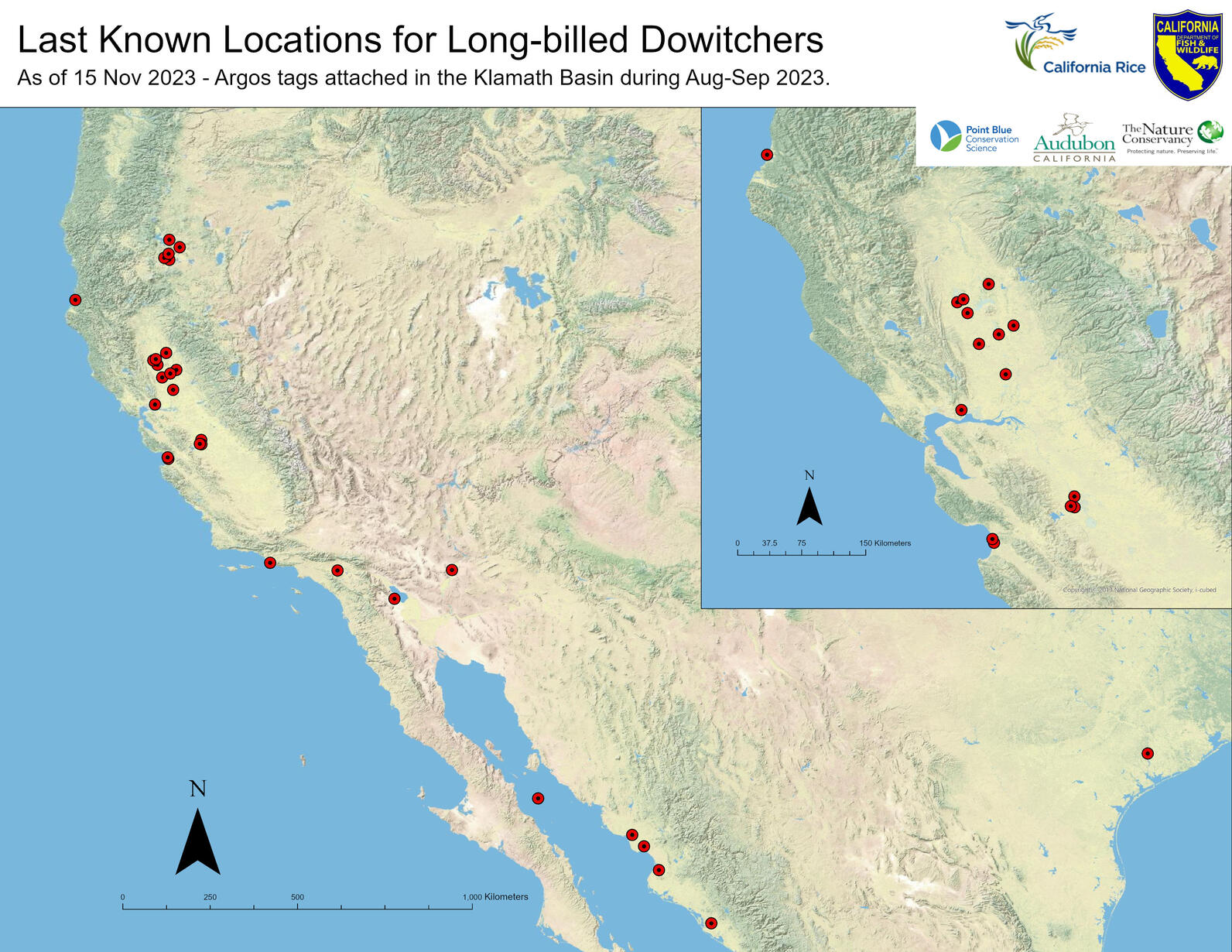 Long-billed Dowitcher - Klamath Connectivity provided by Blake Barbaree, Point Blue Conservation Science 