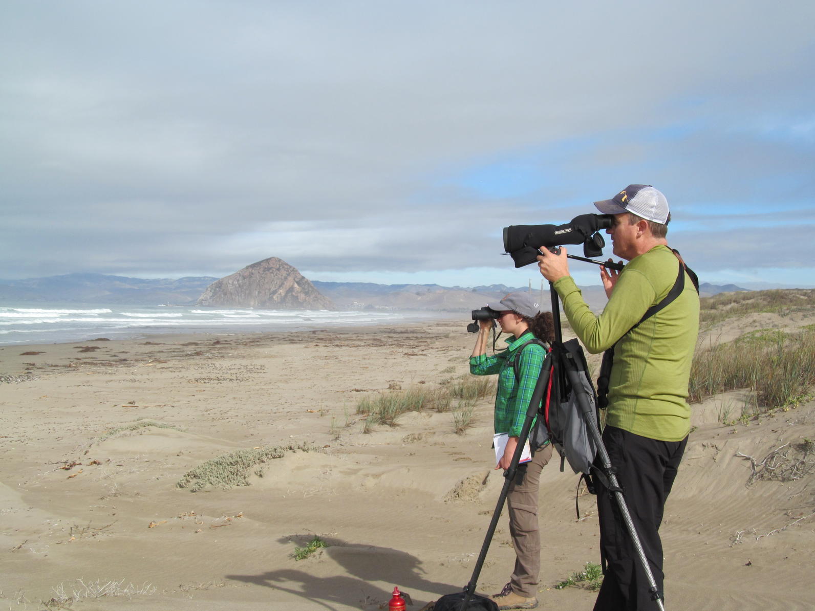 Volunteer to Help the Western Snowy Plover | Audubon California