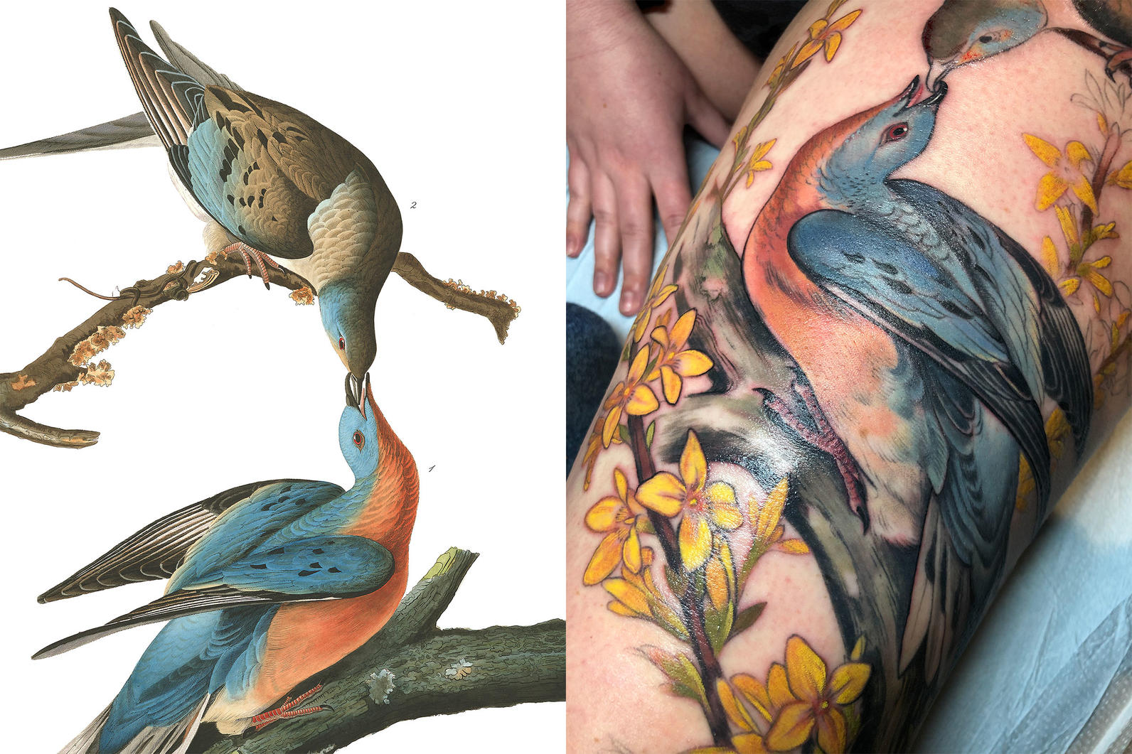 Perfect Tattoo Replicas of Audubons Birds of America  Audubon California