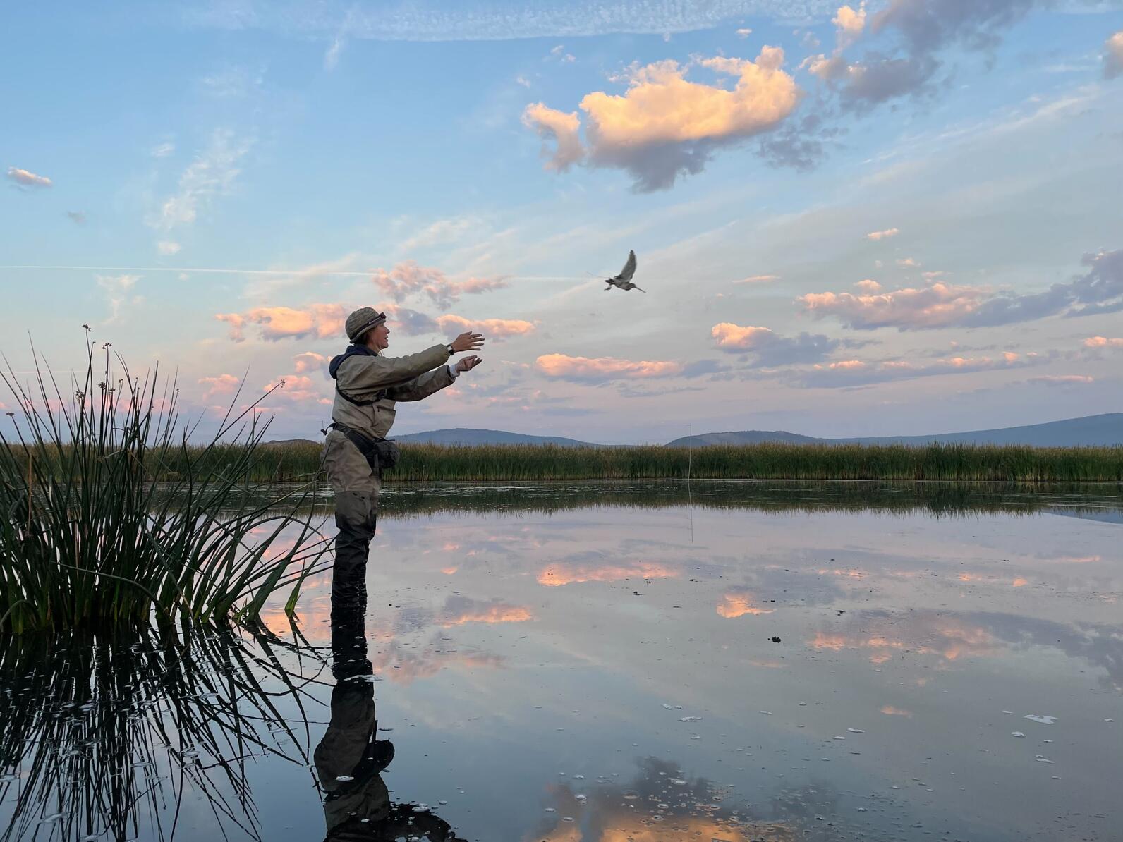 Kirsti Carr (Point Blue Conservation Science) releasing a Long-billed Dowitcher in the Lower Klamath National Wildlife Refuge. 