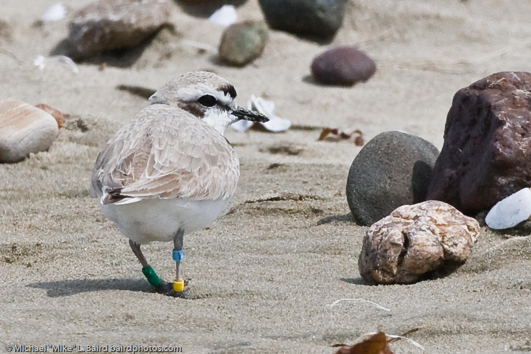 Banded Western Snowy Plover