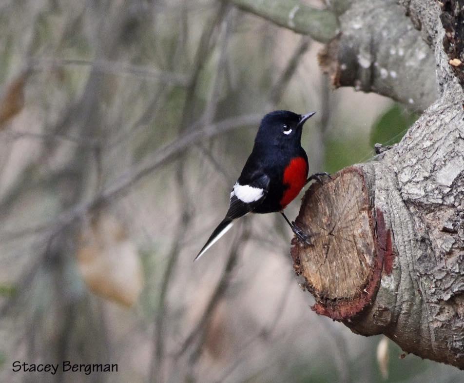 Rare bird alert Audubon California