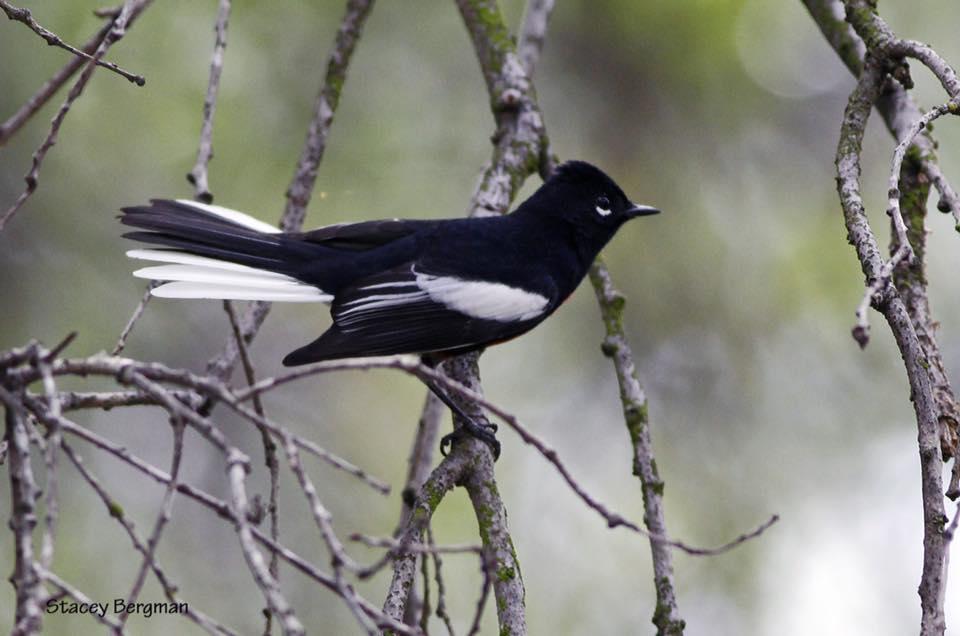 Rare bird alert Audubon California