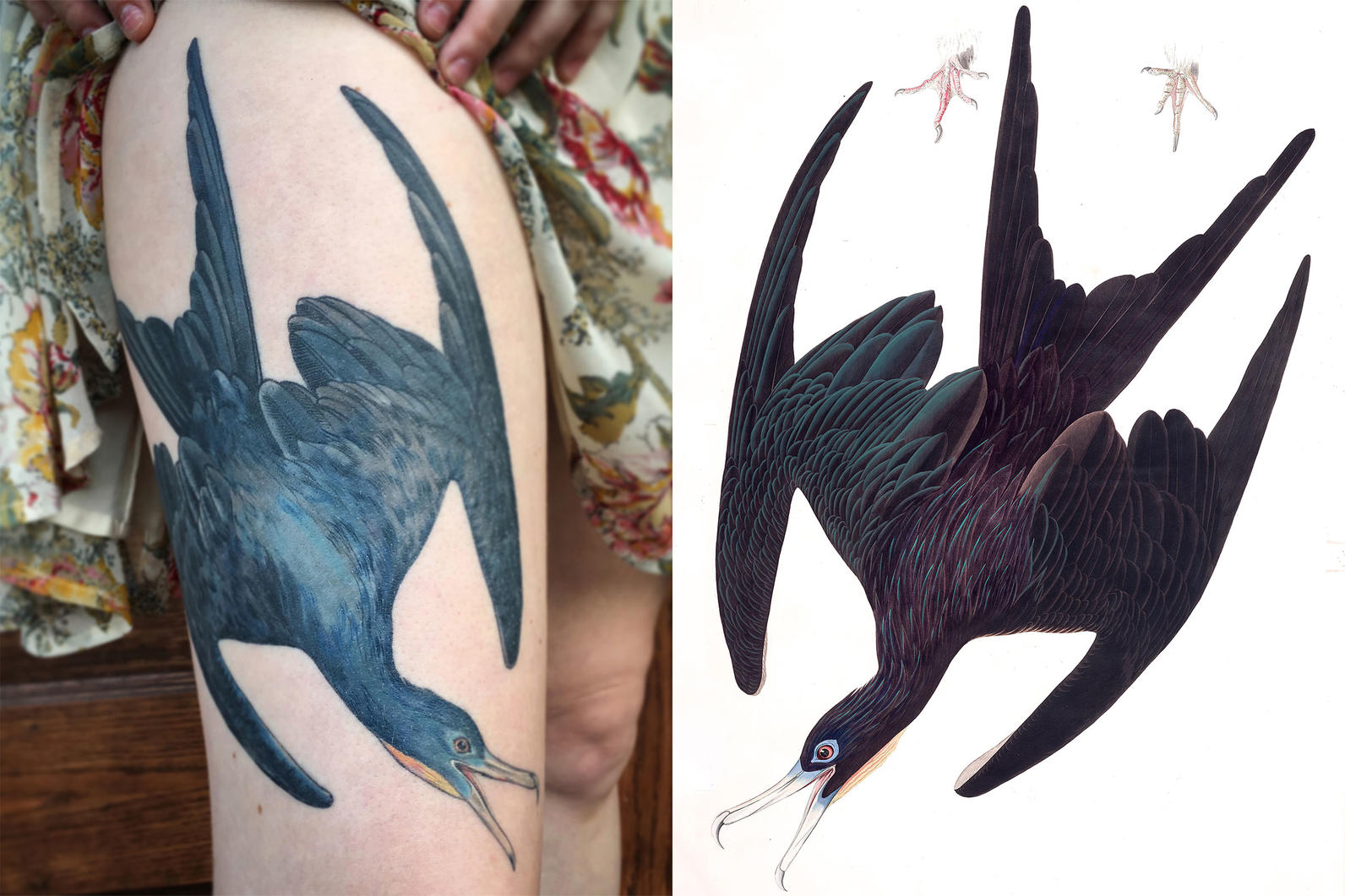 Tattoo of Otaha Frigate bird tattoo  custom tattoo designs on  TattooTribescom