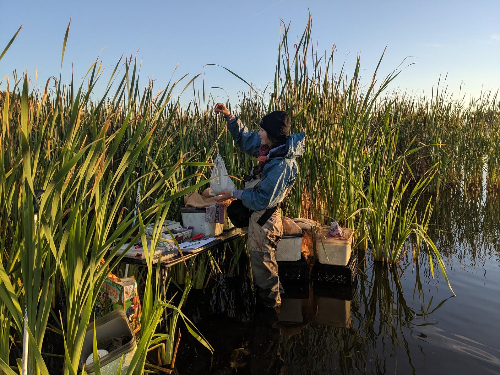 Stephanie Coates of Point Blue Conservation Science weighing a Long-billed Dowitcher.