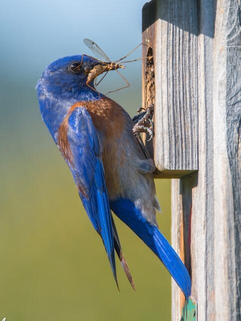Volunteer Opportunity: Bluebird Nesting Boxes | Audubon California