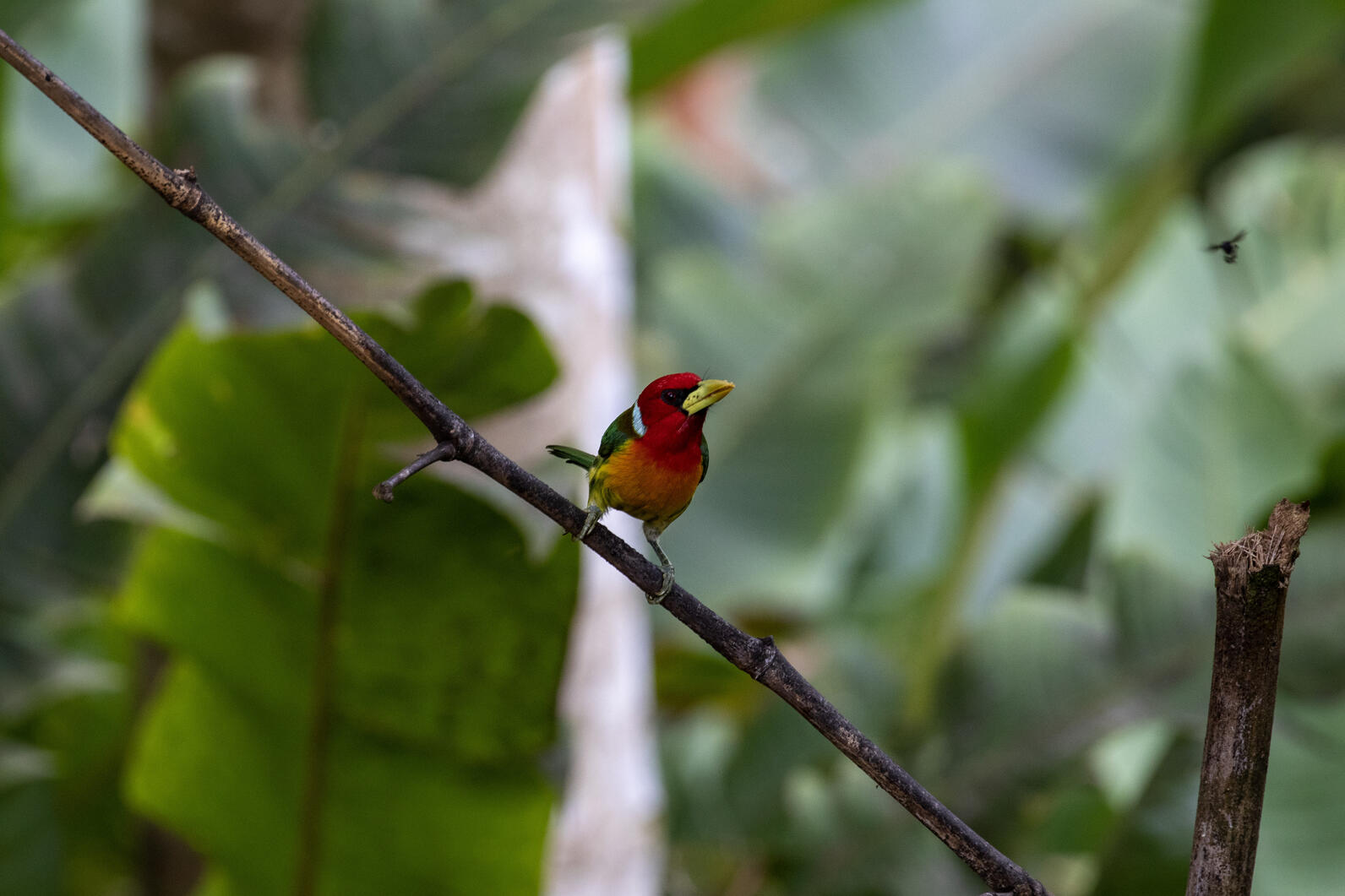 Red-headed Barbet.