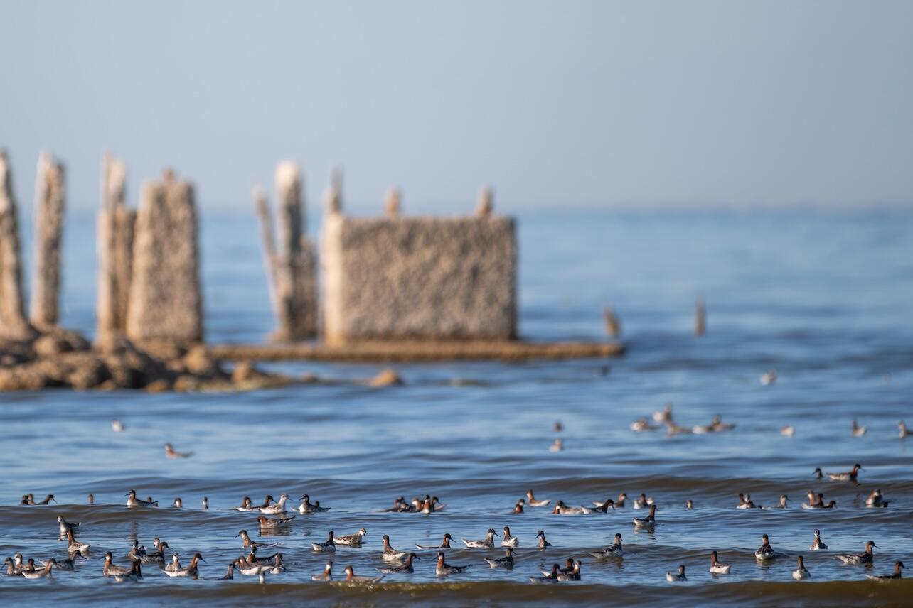 Red-necked Phalaropes in the water by Bombay Beach
