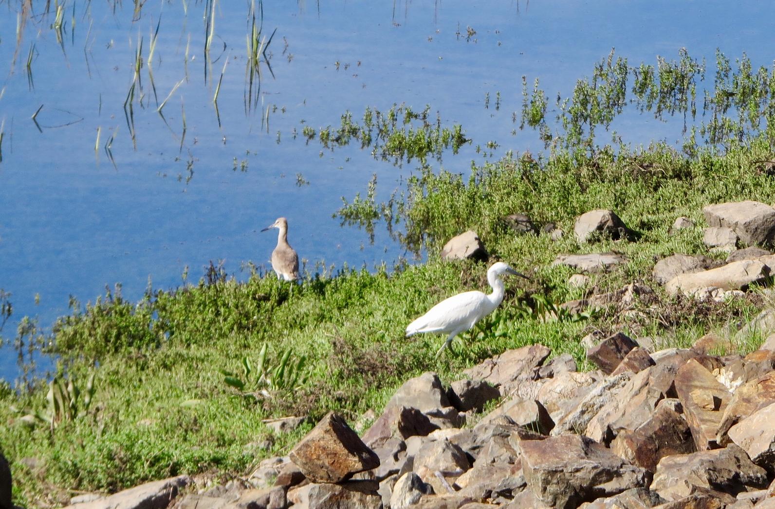 san diego audubon field trips