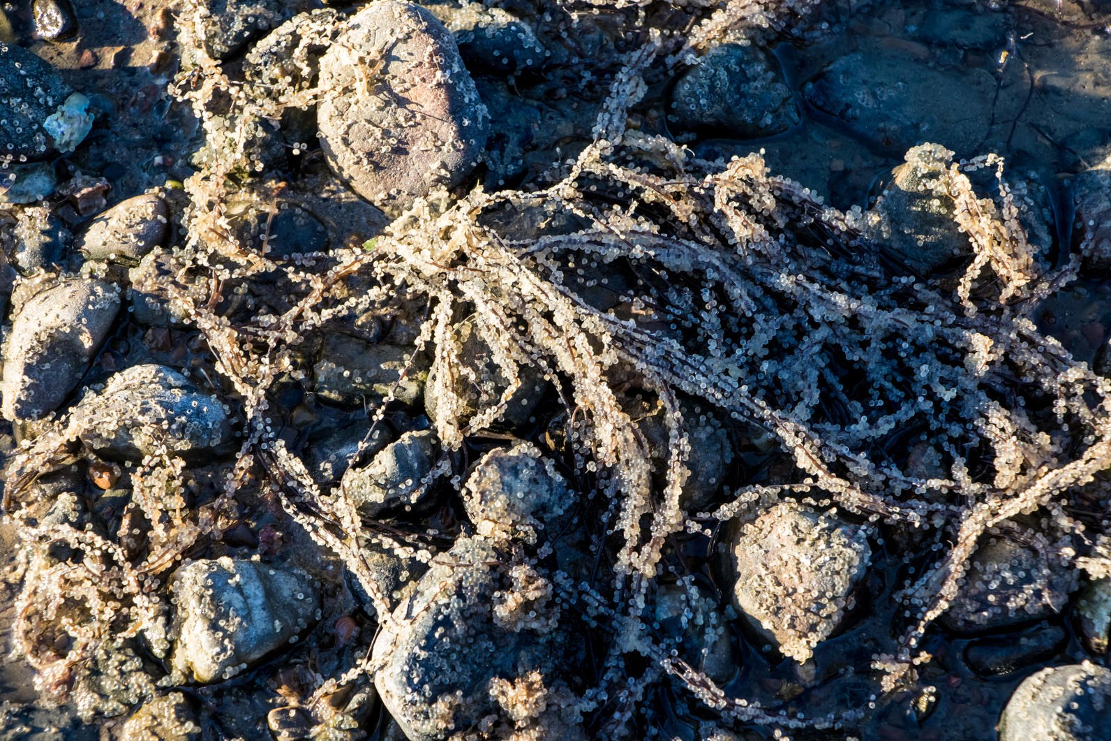 Pacific herring are spawning in San Francisco Bay and the birds are