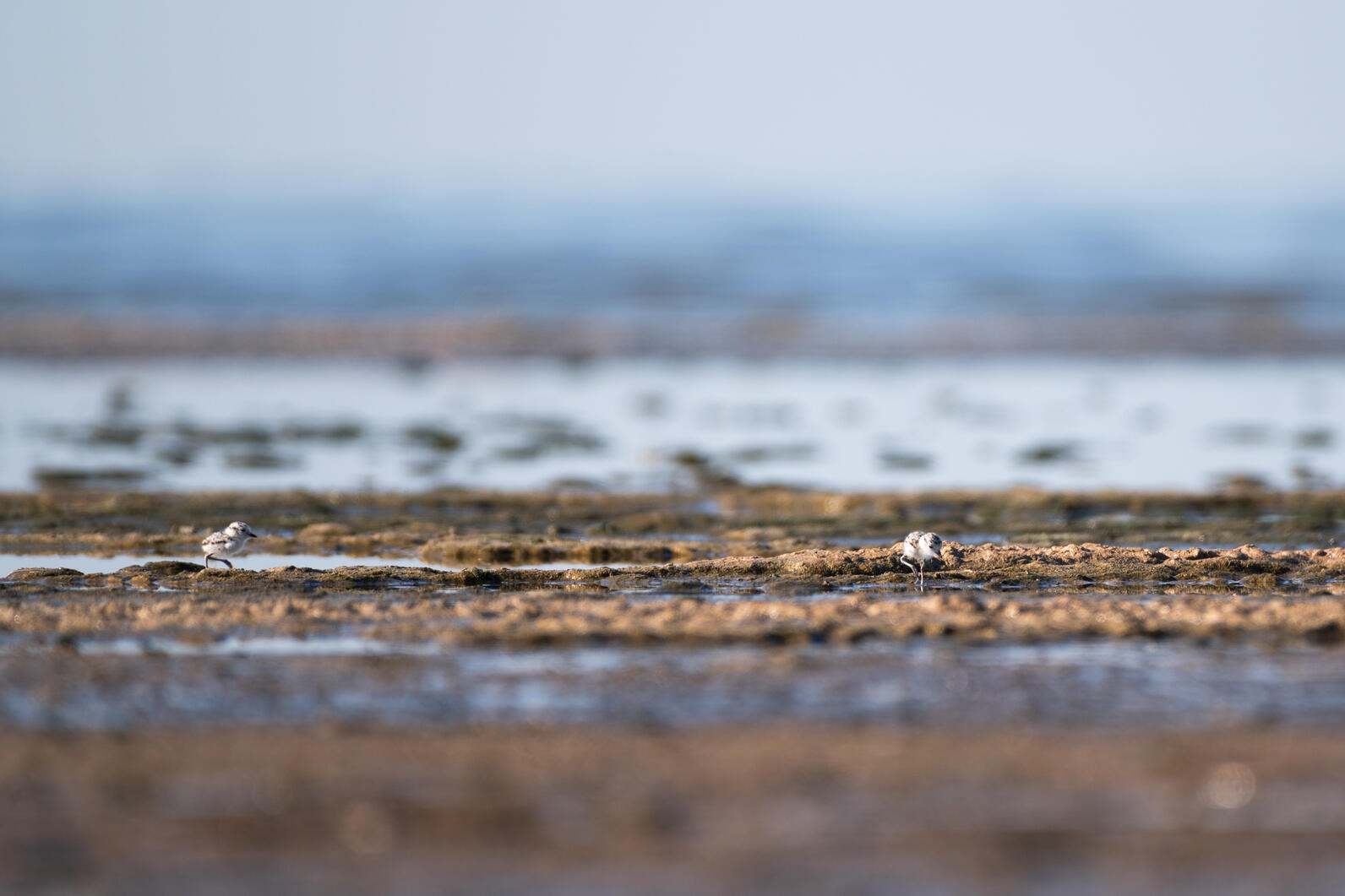 Snowy Plover chicks at the Salton Sea shore