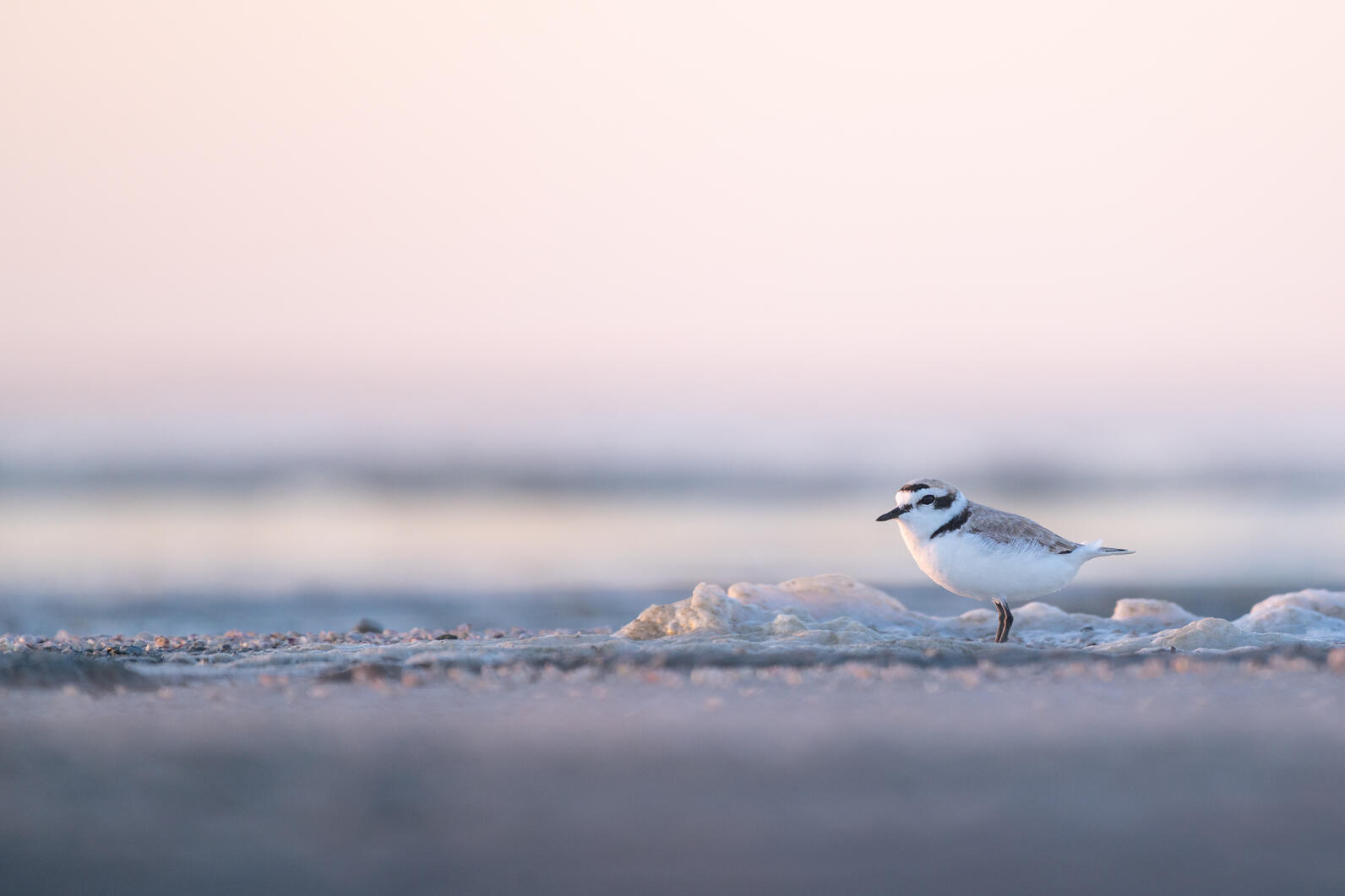 Snowy Plover stands in potential biofilm 