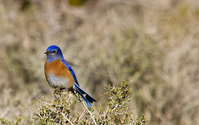 Western Bluebird Wins Audubon California's 2015 Bird Of The Year ...