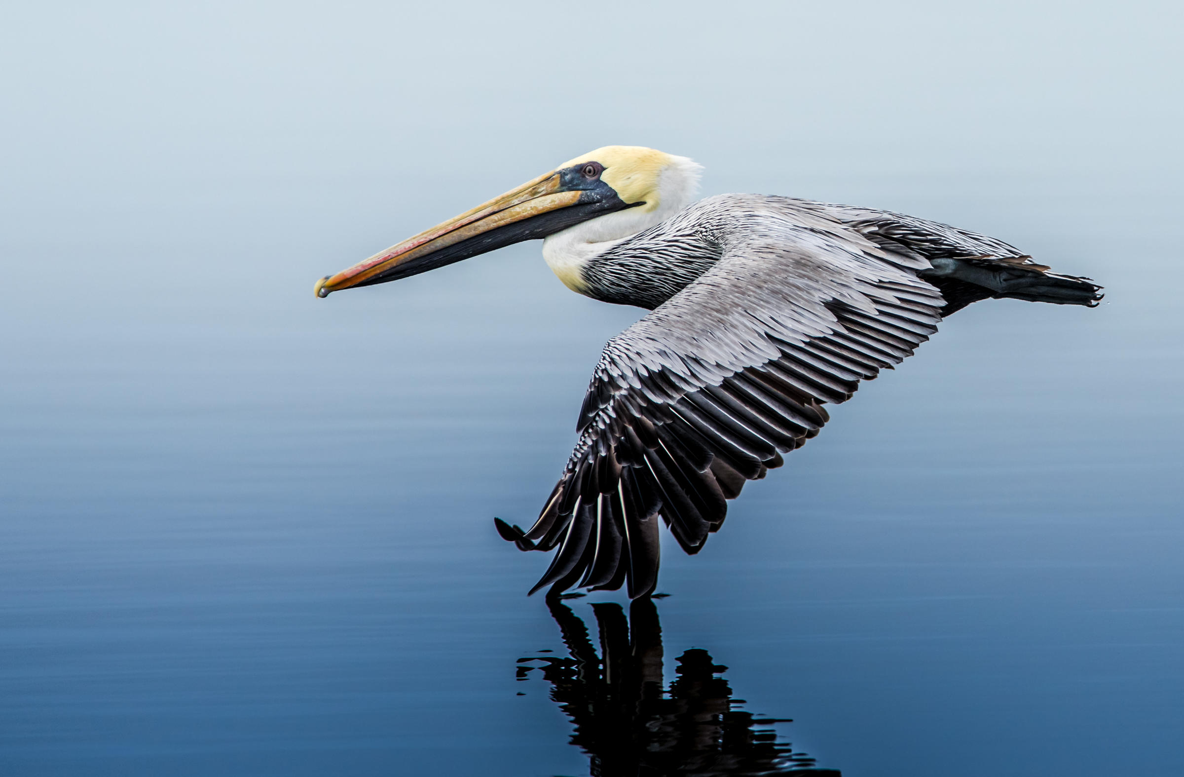 The Language of Seabirds by Will Taylor