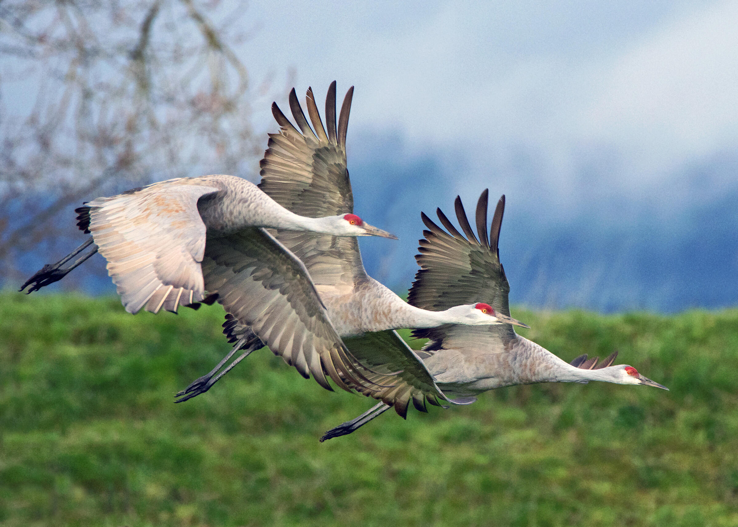 Sandhill cranes return to the Valley