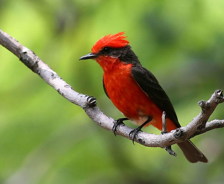 San Diego rare bird alert Audubon California