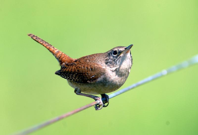 carolina-wren-birdhouse-plans-50birds-bird-house-plans-bird-house-kits-bird-houses