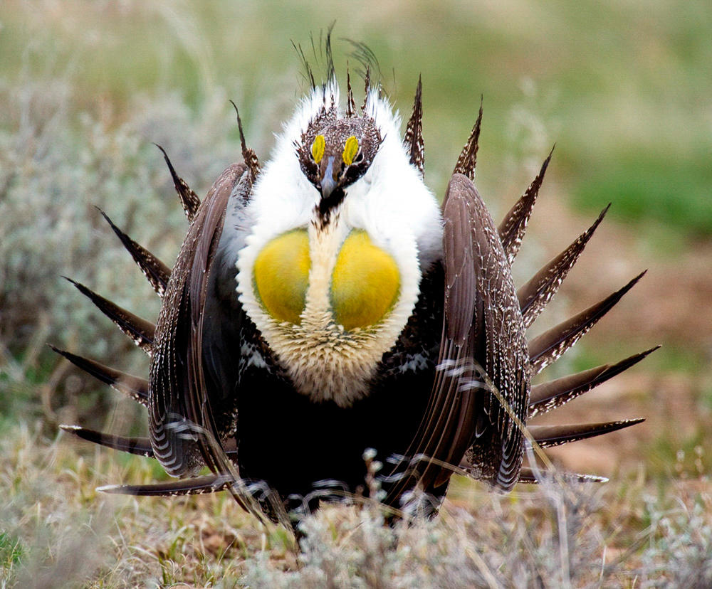 Bi-State Population of the Greater Sage-Grouse Battle for Mates and Federal  Protection | Audubon California