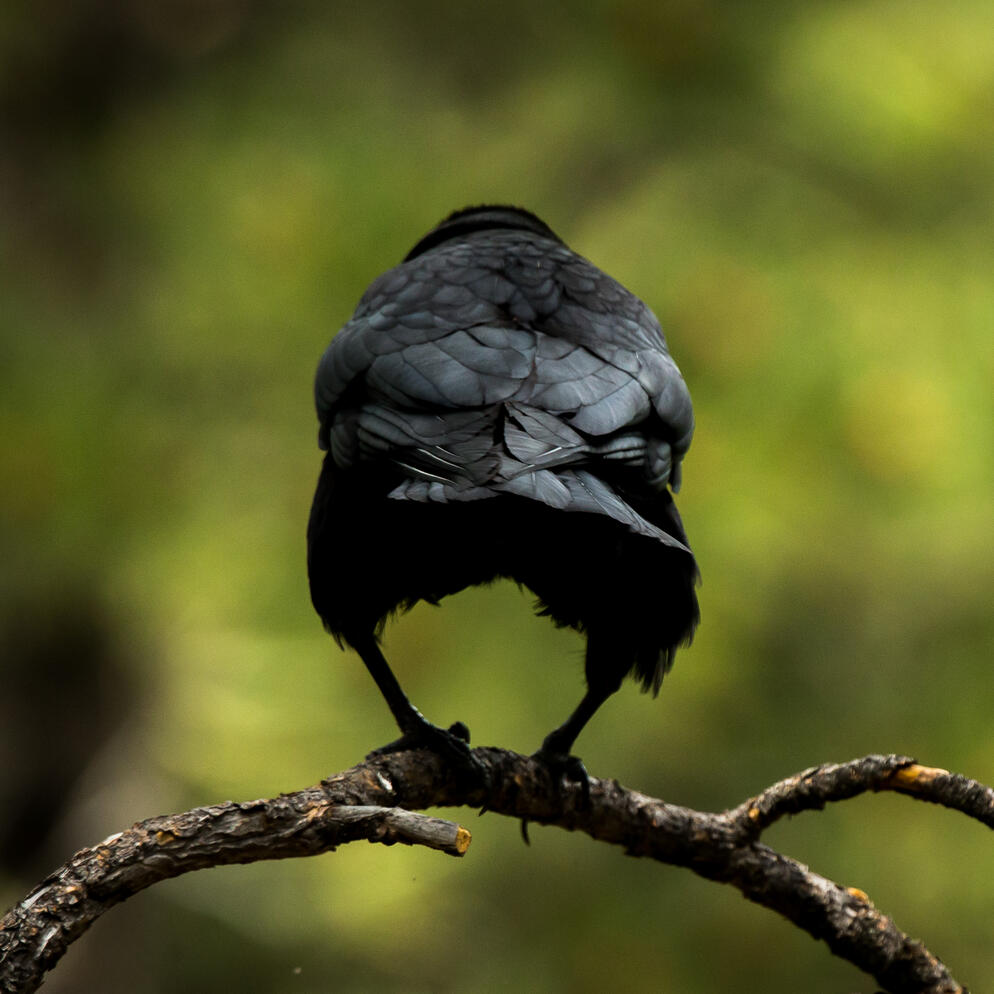 Things you may or may not know about crows | Audubon California
