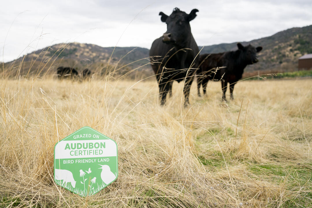 Dark-colored cattle stand in a field with the ACR seal in foreground