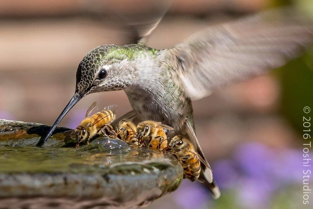 bees and hummingbirds feed on the