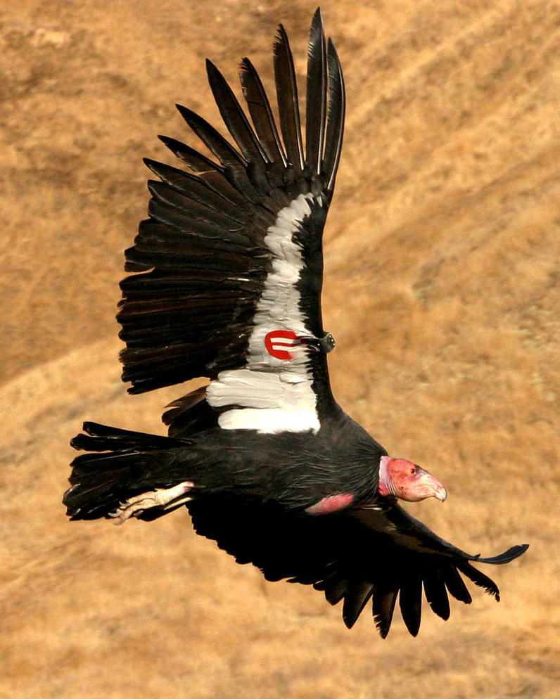 california condor size