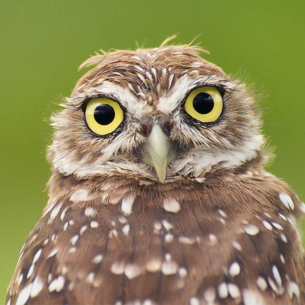 Burrowing Owl Audubon California