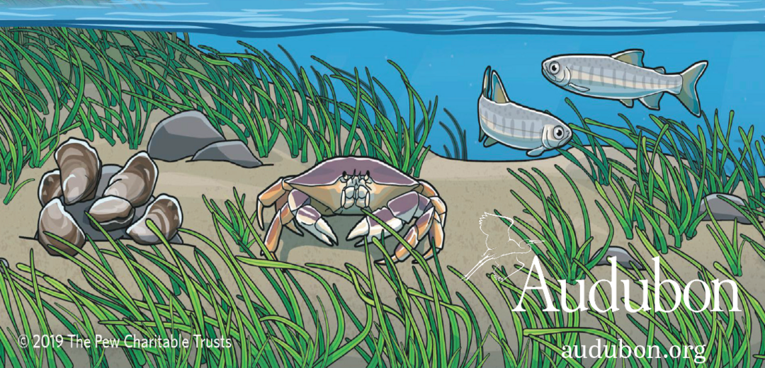 Seagrass: More than Meets the Eye » Marine Conservation Institute