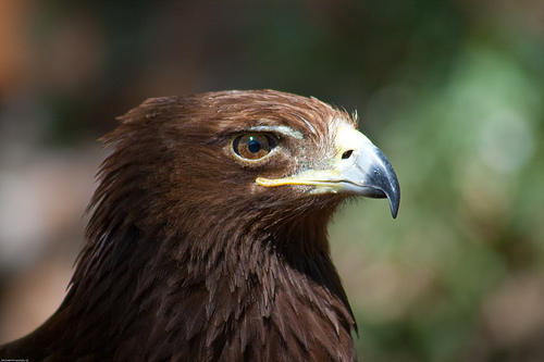 Increased Wildlife Protections Secured For California Solar Flats ...