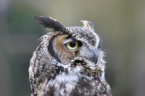 Owling California Audubon California - 