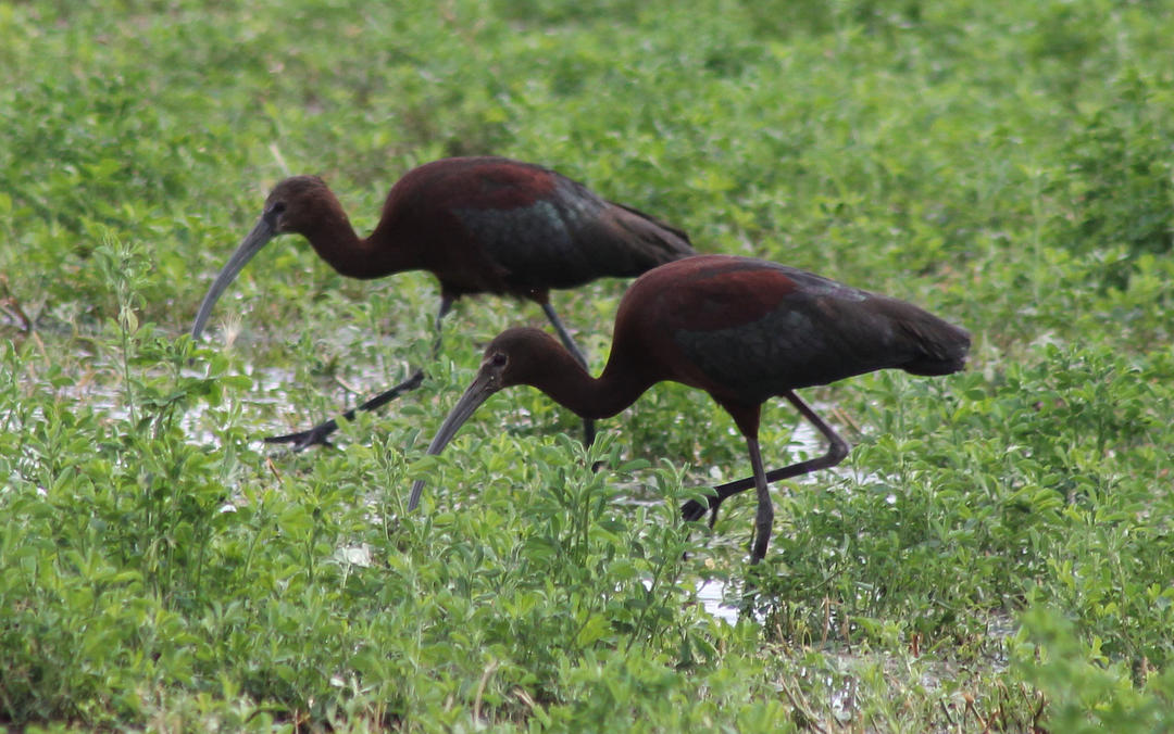 What about alfalfa? | Audubon California