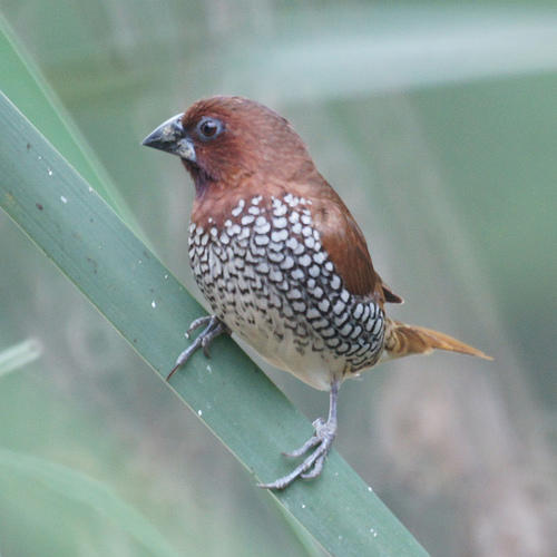 Nutmeg Mannikin added to California State List | Audubon California