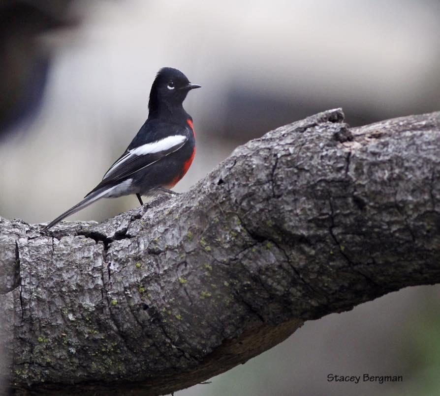 Rare bird alert Audubon California