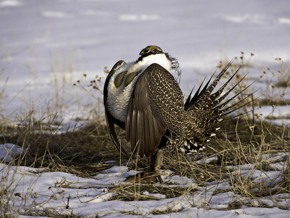 sage grouse