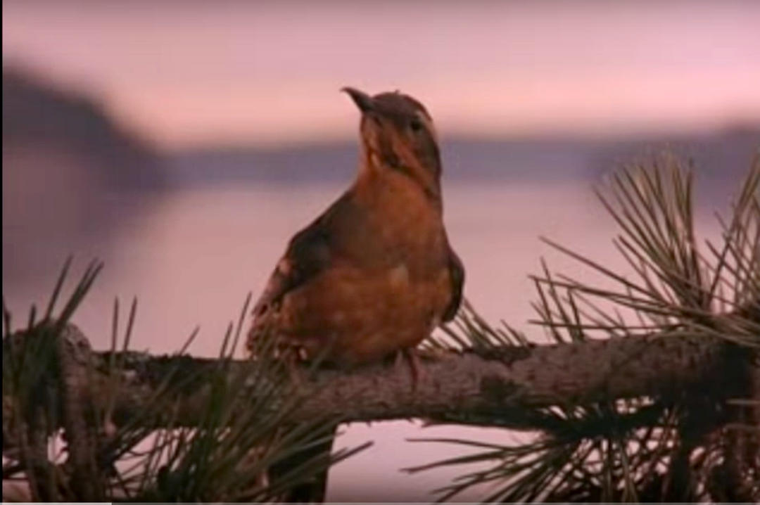 What's the bird in the original opening to Twin Peaks?