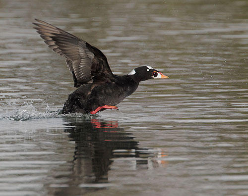 Oil Drilling and Spill Response | Audubon California