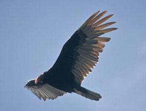 In defence of vultures, nature's early-warning systems that are