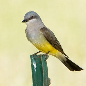 Hello Western Kingbird | Audubon California