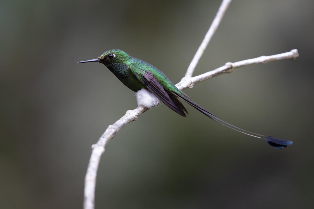 White-booted Racket-tail perches on a branch. 