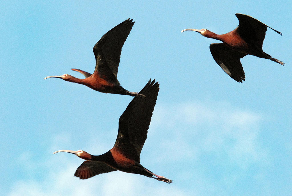 White-faced Ibis | Audubon California