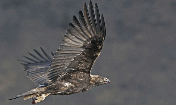 Golden Eagle | Audubon California
