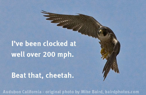 Beat that, cheetah | Audubon California